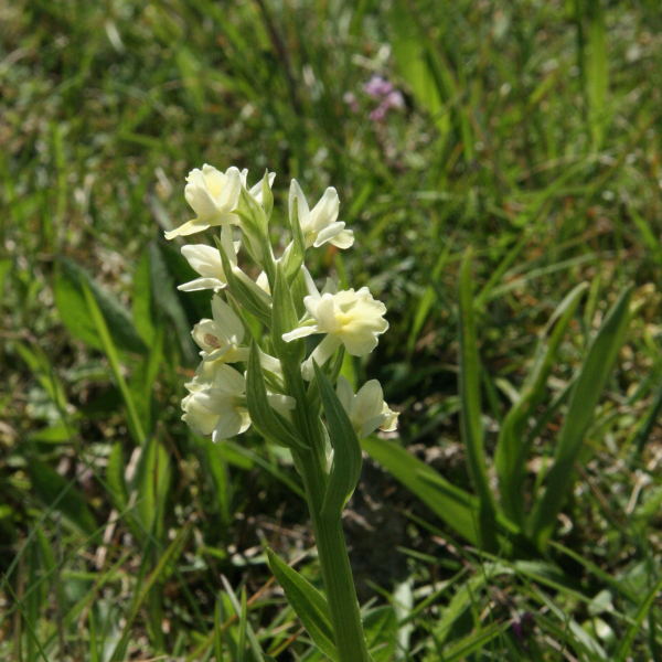 Dactylorhiza insularis